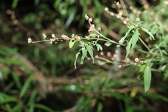 Prostanthera ovalifolia, photograph (c) Greg Tasney, some rights reserved (CC BY-SA)