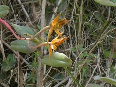 Epidendrum geminiochraceum