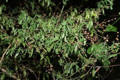 Prostanthera ovalifolia, photograph (c) Greg Tasney, some rights reserved (CC BY-SA)
