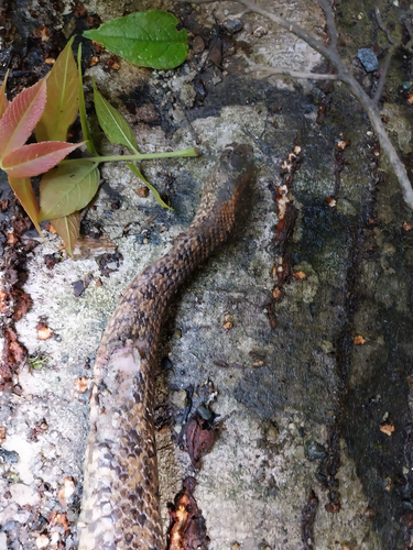 Ovophis medogensis