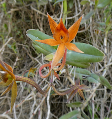 Epidendrum geminiochraceum