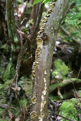 Cerrenaceae