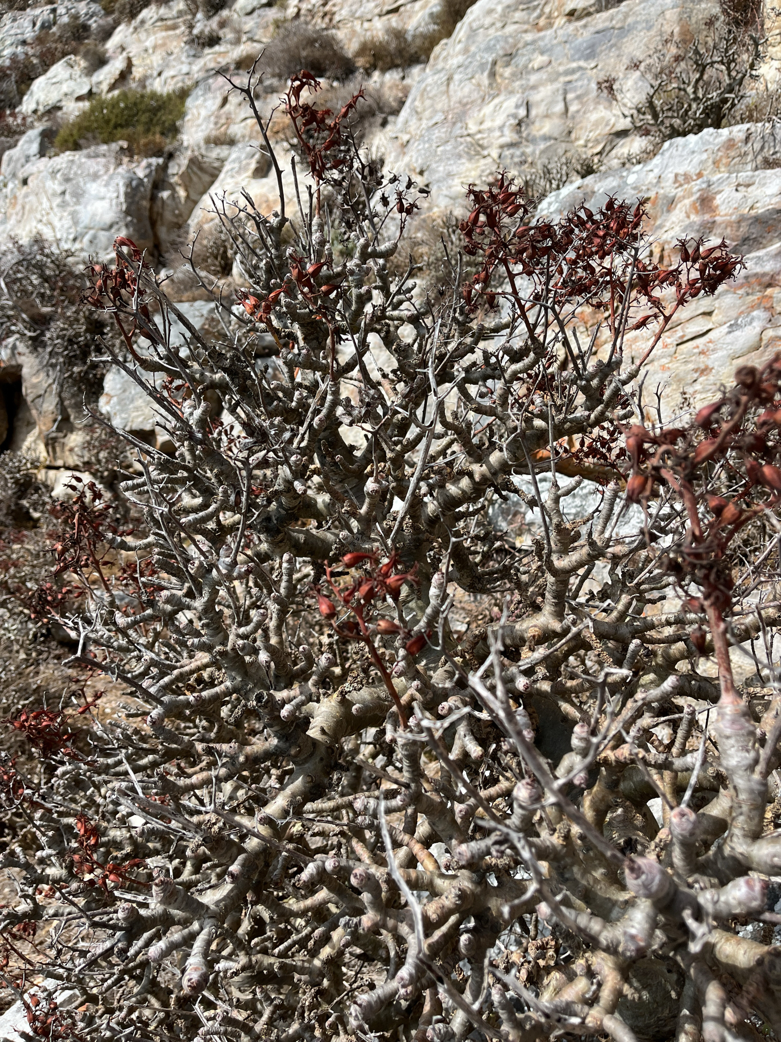 Imagem de Tylecodon paniculatus