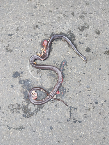 Greater Black Krait