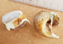 Naticarius stercusmuscarum