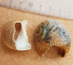 Naticarius stercusmuscarum