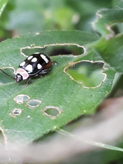 Alagoasa trifasciata