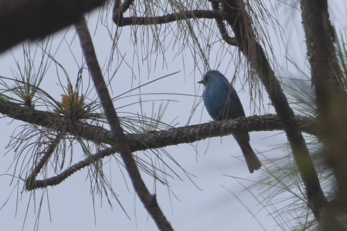 Verditer Flycatcher (Eumyias thalassinus), photo 8