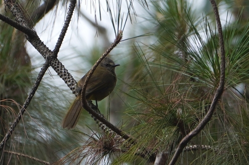 Flavescent Bulbul (Pycnonotus flavescens), photo 10