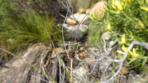 Hanging Clubrush (Ficinia brevifolia)