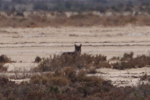 African Wolf