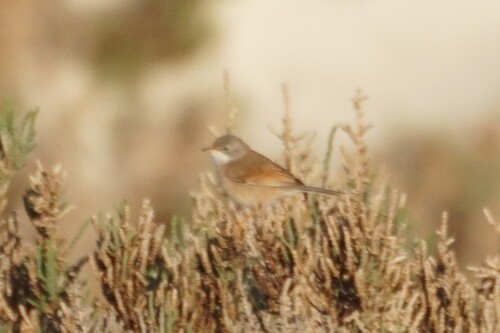 Spectacled Warbler