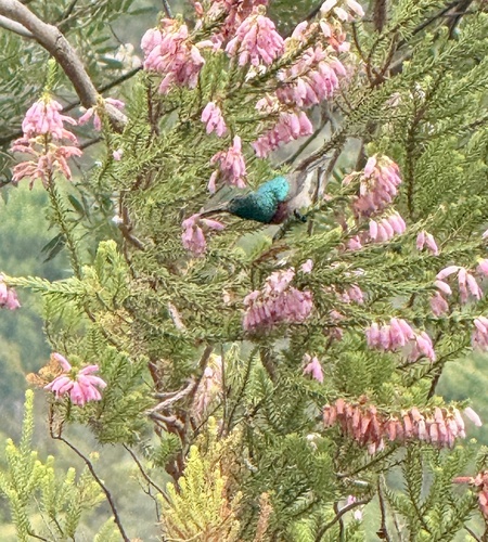 Southern Double-collared Sunbird (Cinnyris chalybeus), photo 3