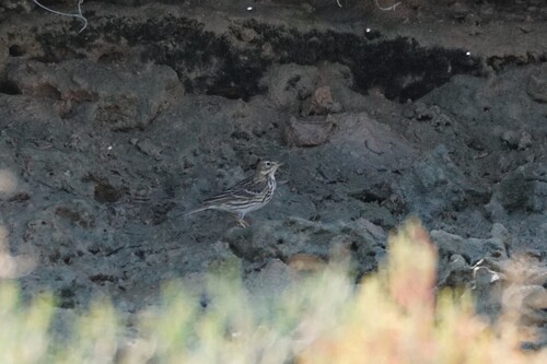 Meadow Pipit