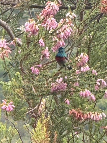 Southern Double-collared Sunbird (Cinnyris chalybeus), photo 2