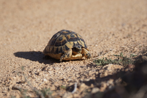 Nabeul Tortoise