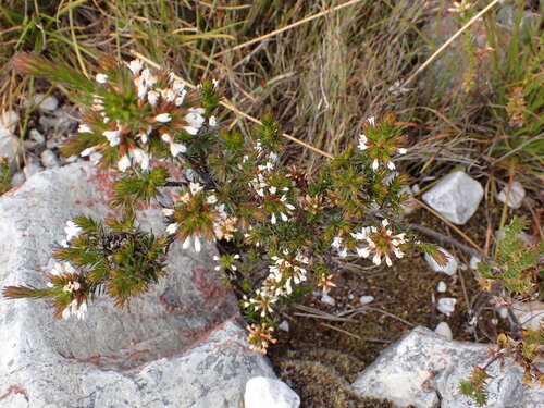 woolly-style heath (Epacris lanuginosa)