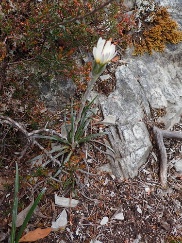 Celmisia asteliifolia, photograph 1