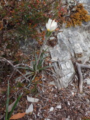 Celmisia asteliifolia