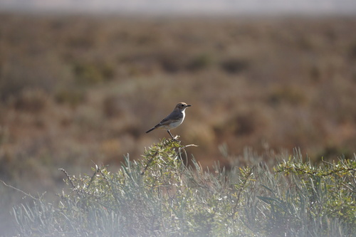 Red-rumped Wheatear