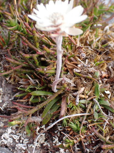 dwarf everlasting (Helichrysum pumilum)