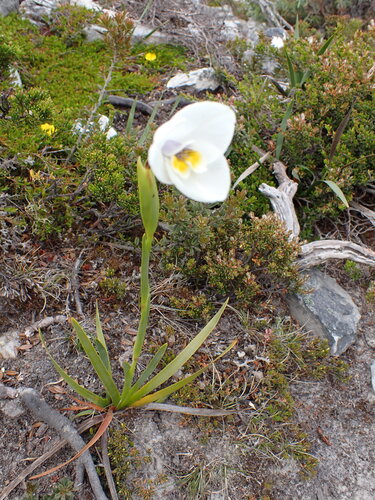 Diplarrena latifolia, photograph 3
