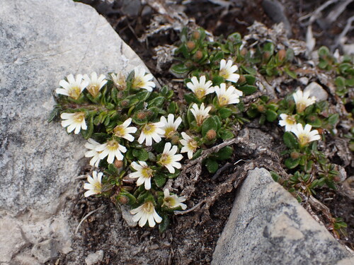 creeping fan-flower (Scaevola hookeri)