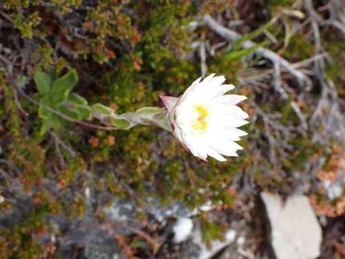 Xerochrysum milliganii, photograph 3