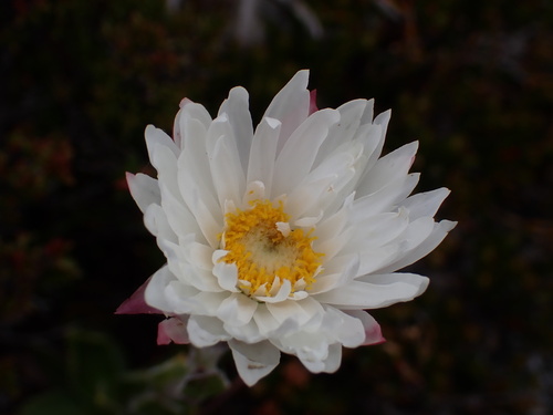 Xerochrysum milliganii, photograph 4