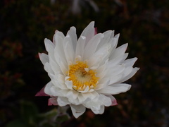 (c) naturewatchwidow, some rights reserved (CC BY) Xerochrysum milliganii, photograph (c) naturewatchwidow, some rights reserved (CC BY)