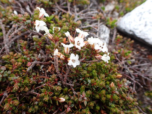alpine heath (Epacris serpyllifolia)