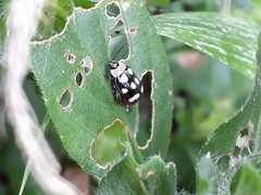Alagoasa trifasciata