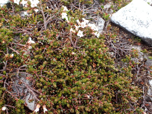 Epacris serpyllifolia, photograph 1