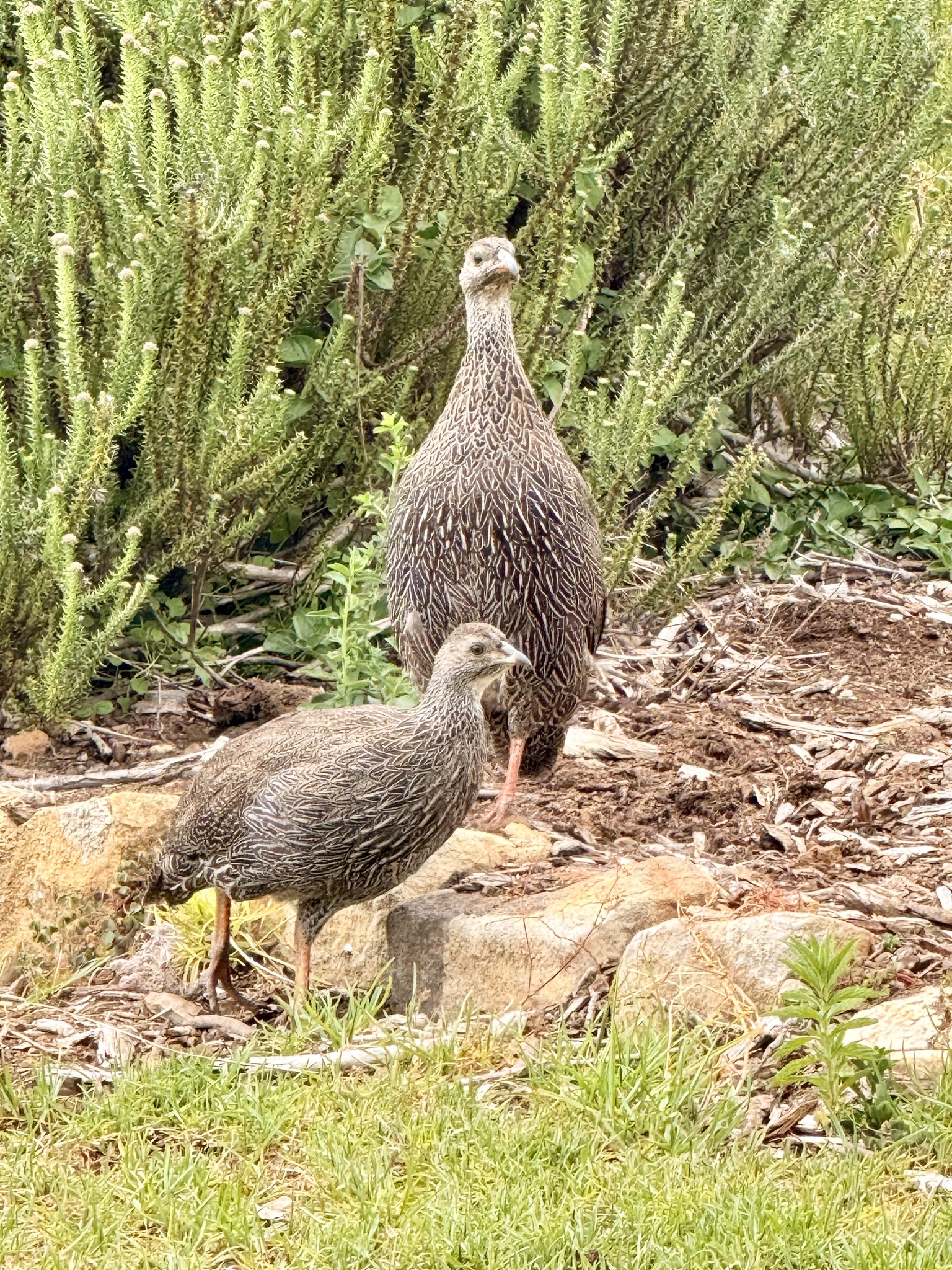 Cape Spurfowl (Pternistis capensis), photo 3