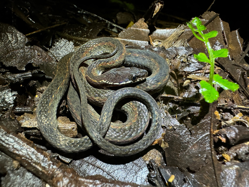 Hebius gilhodesi