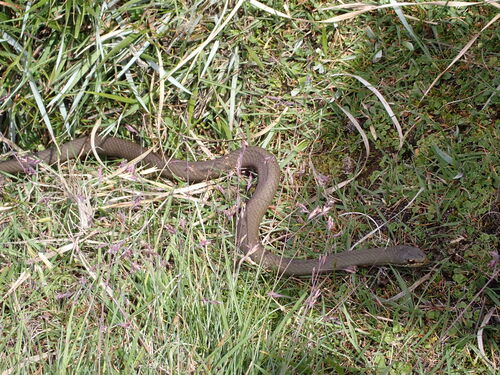 White-lipped Snake