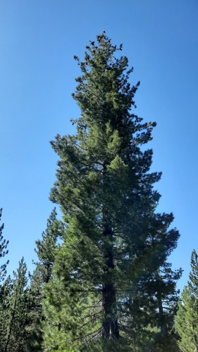 iNaturalist observation 2023-08-13