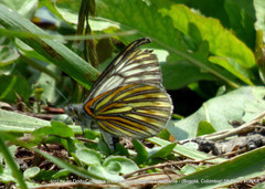 Tatochila xanthodice