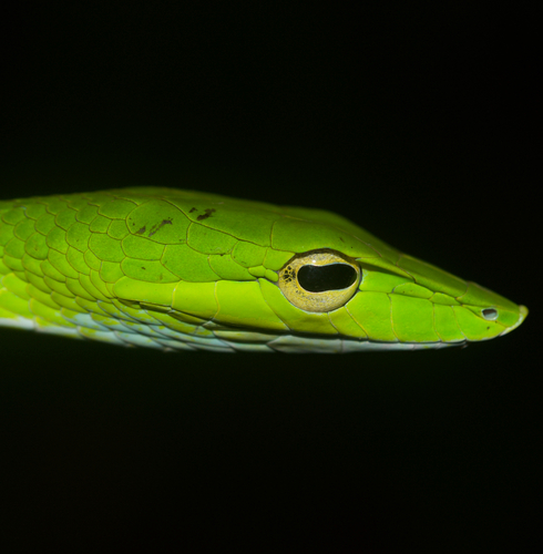 Yellow Whip Snake