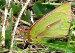 Colias dimera