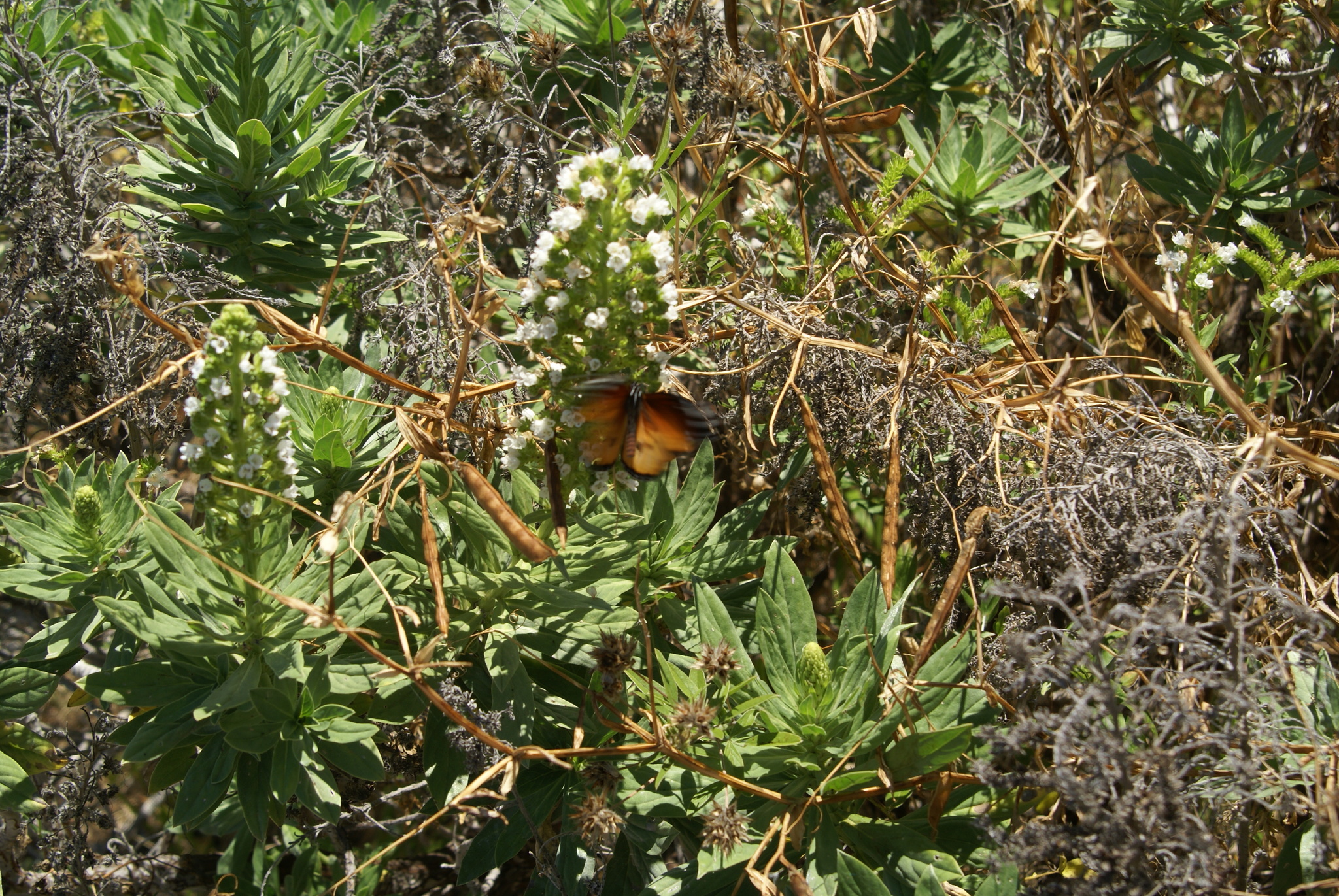 Echium bethencourtii