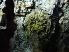 Candelariella xanthostigma