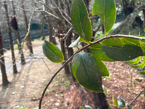Vaccinium dunalianum, photograph 3