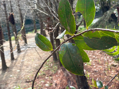 Vaccinium dunalianum, photograph (c) 黃美滿, some rights reserved (CC BY)