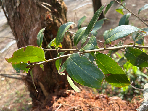 Vaccinium dunalianum, photograph 2
