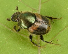 Onthophagus concinnus
