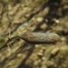 Acacia etbaica