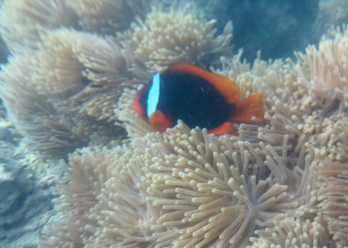 Amphiprion frenatus