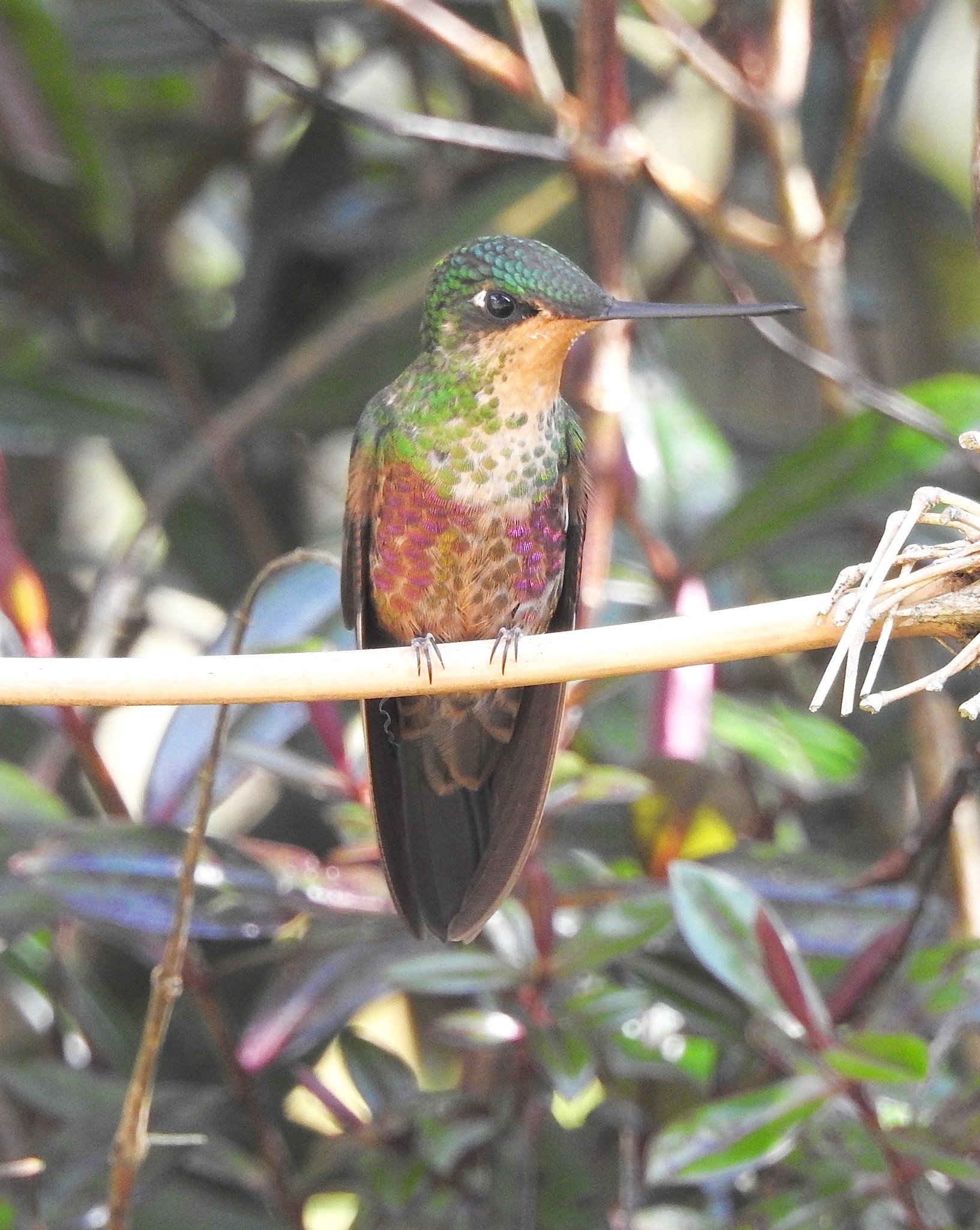 Blue-throated Starfrontlet illustration
