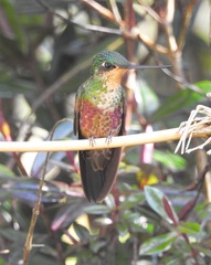 Coeligena helianthea